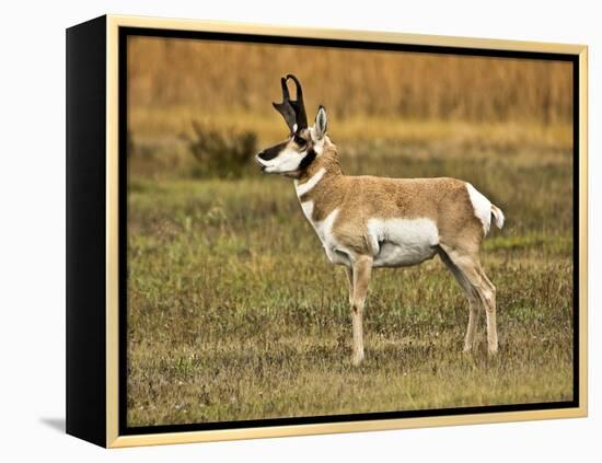 Pronghorn, Antelope Flats, Grand Teton National Park, Wyoming, USA-Michel Hersen-Framed Premier Image Canvas