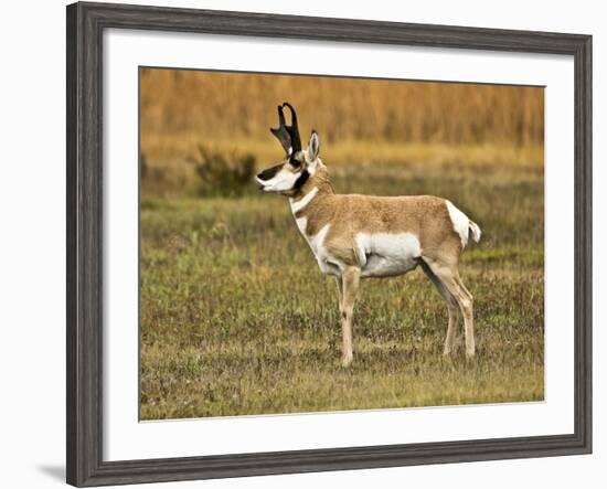 Pronghorn, Antelope Flats, Grand Teton National Park, Wyoming, USA-Michel Hersen-Framed Photographic Print