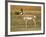 Pronghorn, Antelope Flats, Grand Teton National Park, Wyoming, USA-Michel Hersen-Framed Photographic Print