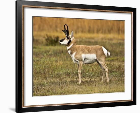 Pronghorn, Antelope Flats, Grand Teton National Park, Wyoming, USA-Michel Hersen-Framed Photographic Print