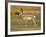 Pronghorn, Antelope Flats, Grand Teton National Park, Wyoming, USA-Michel Hersen-Framed Photographic Print