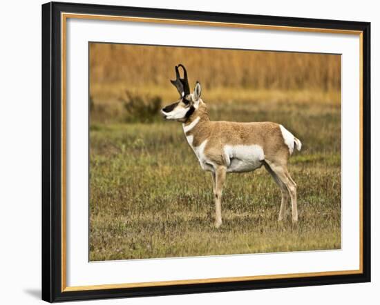 Pronghorn, Antelope Flats, Grand Teton National Park, Wyoming, USA-Michel Hersen-Framed Photographic Print