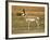 Pronghorn, Antelope Flats, Grand Teton National Park, Wyoming, USA-Michel Hersen-Framed Photographic Print