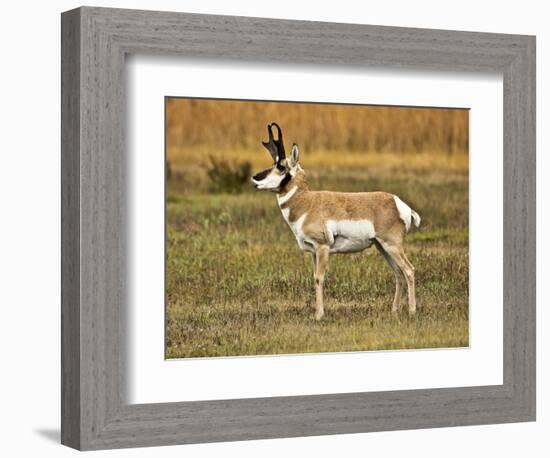 Pronghorn, Antelope Flats, Grand Teton National Park, Wyoming, USA-Michel Hersen-Framed Photographic Print