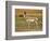 Pronghorn, Antelope Flats, Grand Teton National Park, Wyoming, USA-Michel Hersen-Framed Photographic Print