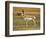 Pronghorn, Antelope Flats, Grand Teton National Park, Wyoming, USA-Michel Hersen-Framed Photographic Print