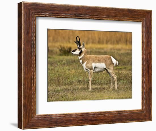 Pronghorn, Antelope Flats, Grand Teton National Park, Wyoming, USA-Michel Hersen-Framed Photographic Print