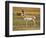 Pronghorn, Antelope Flats, Grand Teton National Park, Wyoming, USA-Michel Hersen-Framed Photographic Print