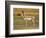 Pronghorn, Antelope Flats, Grand Teton National Park, Wyoming, USA-Michel Hersen-Framed Photographic Print