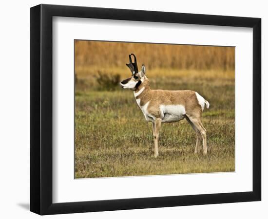 Pronghorn, Antelope Flats, Grand Teton National Park, Wyoming, USA-Michel Hersen-Framed Photographic Print