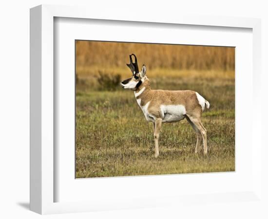 Pronghorn, Antelope Flats, Grand Teton National Park, Wyoming, USA-Michel Hersen-Framed Photographic Print