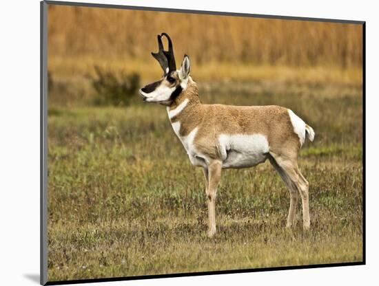 Pronghorn, Antelope Flats, Grand Teton National Park, Wyoming, USA-Michel Hersen-Mounted Photographic Print