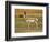 Pronghorn, Antelope Flats, Grand Teton National Park, Wyoming, USA-Michel Hersen-Framed Photographic Print