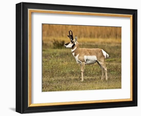 Pronghorn, Antelope Flats, Grand Teton National Park, Wyoming, USA-Michel Hersen-Framed Photographic Print