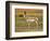 Pronghorn, Antelope Flats, Grand Teton National Park, Wyoming, USA-Michel Hersen-Framed Photographic Print