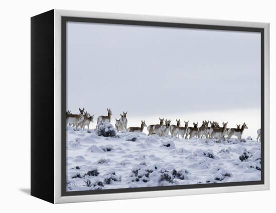 Pronghorn Antelope, Herd in Snow, Southwestern Wyoming, USA-Carol Walker-Framed Premier Image Canvas