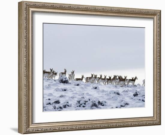 Pronghorn Antelope, Herd in Snow, Southwestern Wyoming, USA-Carol Walker-Framed Photographic Print