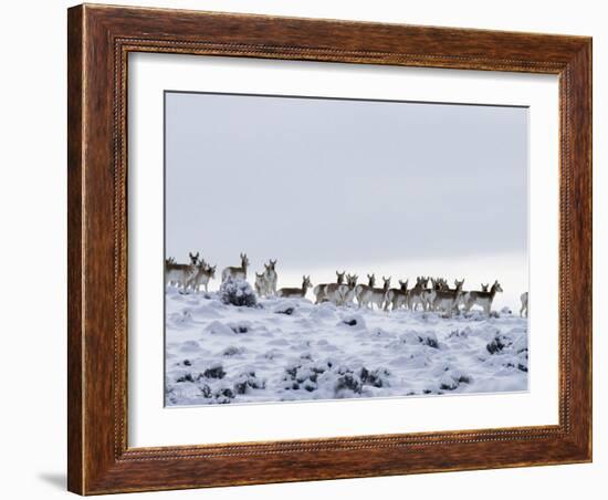 Pronghorn Antelope, Herd in Snow, Southwestern Wyoming, USA-Carol Walker-Framed Photographic Print