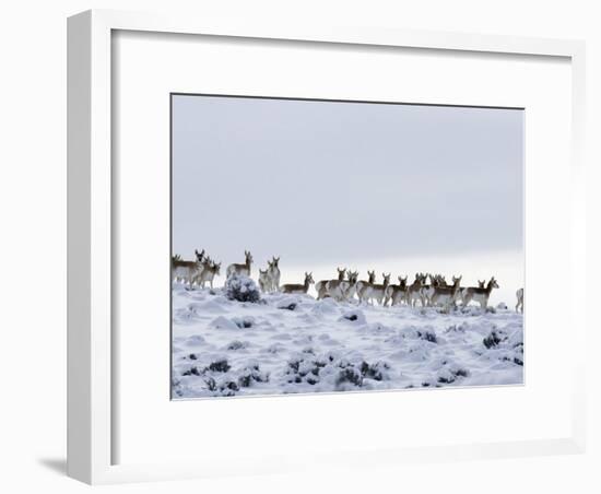 Pronghorn Antelope, Herd in Snow, Southwestern Wyoming, USA-Carol Walker-Framed Photographic Print