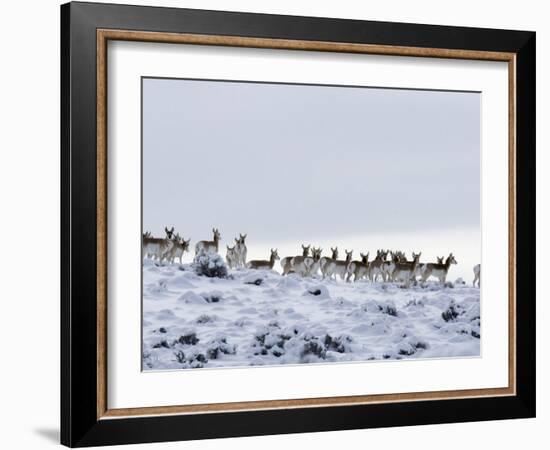 Pronghorn Antelope, Herd in Snow, Southwestern Wyoming, USA-Carol Walker-Framed Photographic Print