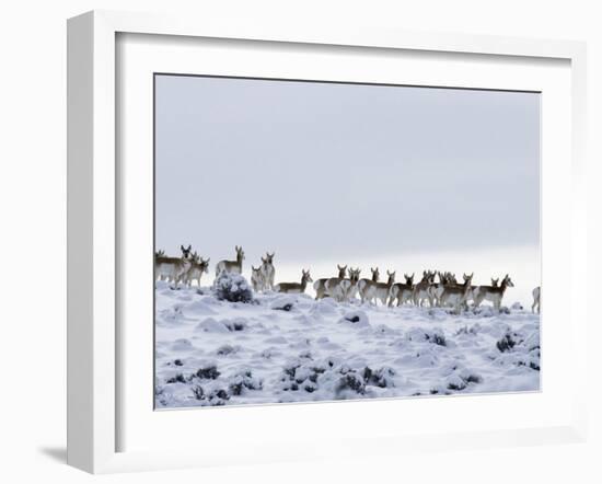 Pronghorn Antelope, Herd in Snow, Southwestern Wyoming, USA-Carol Walker-Framed Photographic Print