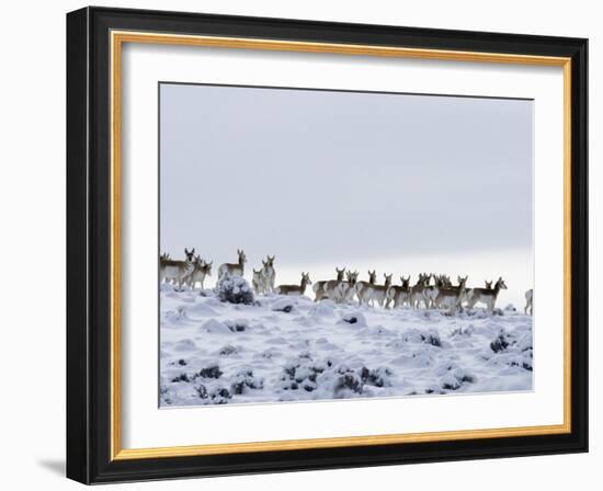 Pronghorn Antelope, Herd in Snow, Southwestern Wyoming, USA-Carol Walker-Framed Photographic Print