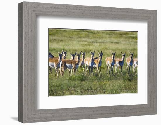 Pronghorn Antelope Herd-Dean Fikar-Framed Photographic Print