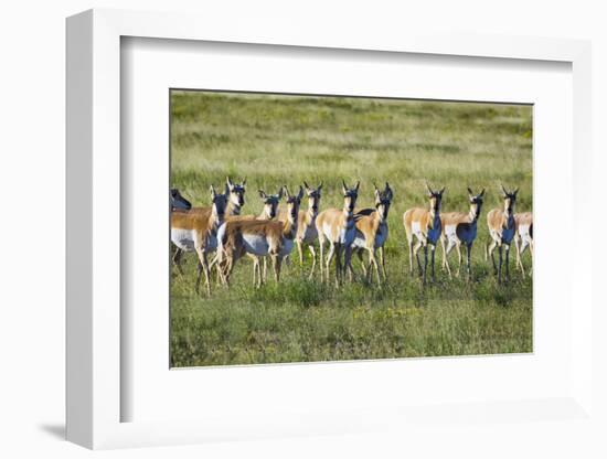 Pronghorn Antelope Herd-Dean Fikar-Framed Photographic Print