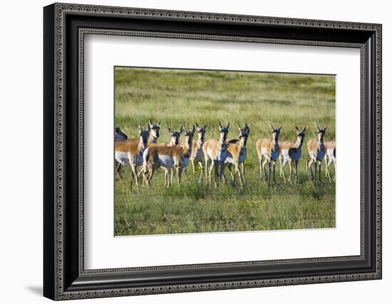 Pronghorn Antelope Herd-Dean Fikar-Framed Photographic Print