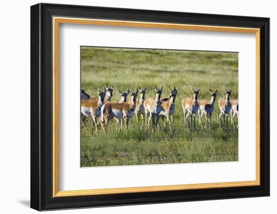 Pronghorn Antelope Herd-Dean Fikar-Framed Photographic Print