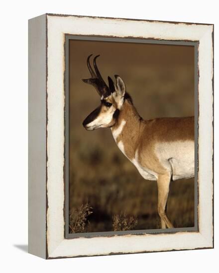 Pronghorn Antelope in Grand Teton National Park, Wyoming, USA-Diane Johnson-Framed Premier Image Canvas