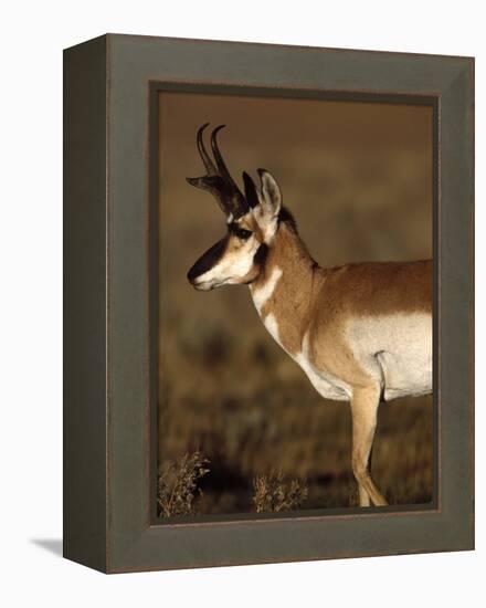 Pronghorn Antelope in Grand Teton National Park, Wyoming, USA-Diane Johnson-Framed Premier Image Canvas