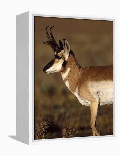 Pronghorn Antelope in Grand Teton National Park, Wyoming, USA-Diane Johnson-Framed Premier Image Canvas