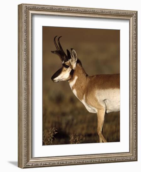 Pronghorn Antelope in Grand Teton National Park, Wyoming, USA-Diane Johnson-Framed Photographic Print