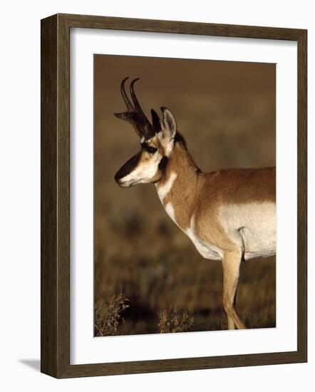 Pronghorn Antelope in Grand Teton National Park, Wyoming, USA-Diane Johnson-Framed Photographic Print