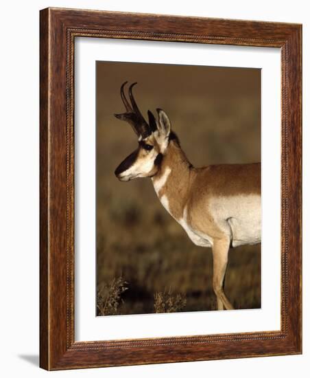 Pronghorn Antelope in Grand Teton National Park, Wyoming, USA-Diane Johnson-Framed Photographic Print