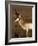 Pronghorn Antelope in Grand Teton National Park, Wyoming, USA-Diane Johnson-Framed Photographic Print