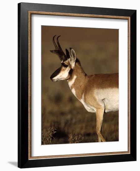 Pronghorn Antelope in Grand Teton National Park, Wyoming, USA-Diane Johnson-Framed Photographic Print