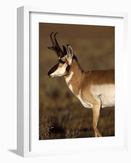 Pronghorn Antelope in Grand Teton National Park, Wyoming, USA-Diane Johnson-Framed Photographic Print