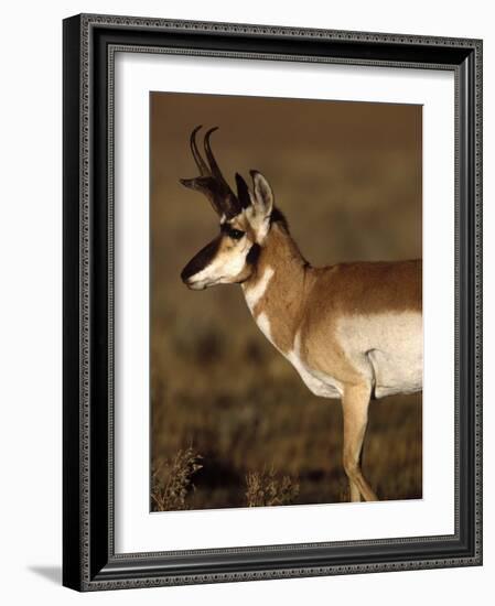 Pronghorn Antelope in Grand Teton National Park, Wyoming, USA-Diane Johnson-Framed Photographic Print