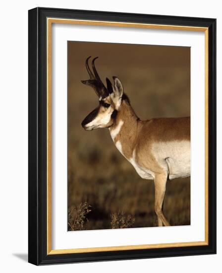 Pronghorn Antelope in Grand Teton National Park, Wyoming, USA-Diane Johnson-Framed Photographic Print