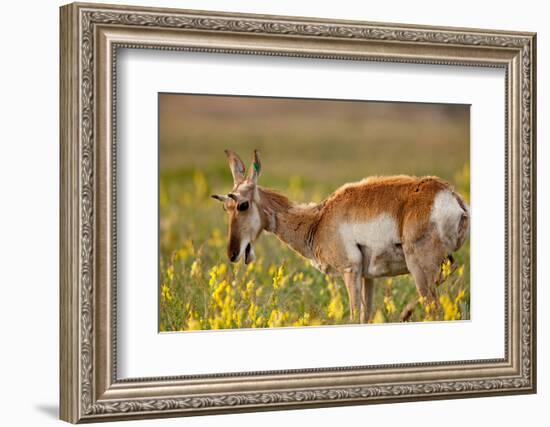 Pronghorn Antelope in the National Bison Range, Montana-James White-Framed Photographic Print