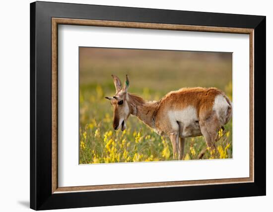 Pronghorn Antelope in the National Bison Range, Montana-James White-Framed Photographic Print