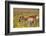 Pronghorn Antelope in the National Bison Range, Montana-James White-Framed Photographic Print