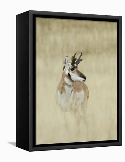 Pronghorn Antelope, Male, Yellowstone National Park, Wyoming, USA-Rolf Nussbaumer-Framed Premier Image Canvas