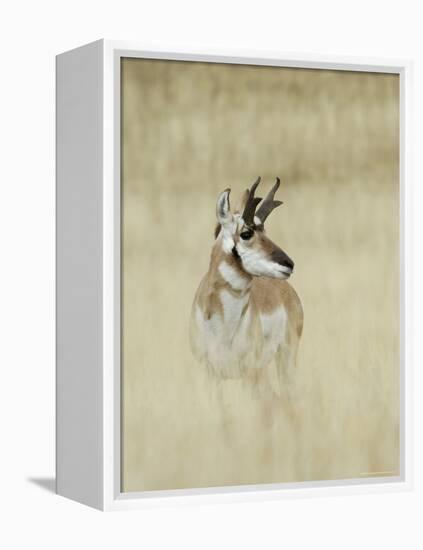 Pronghorn Antelope, Male, Yellowstone National Park, Wyoming, USA-Rolf Nussbaumer-Framed Premier Image Canvas