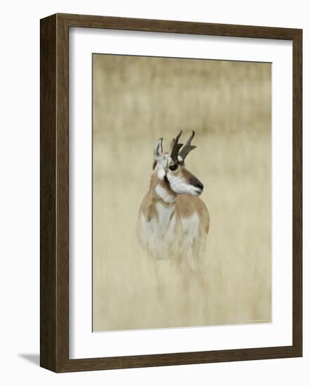 Pronghorn Antelope, Male, Yellowstone National Park, Wyoming, USA-Rolf Nussbaumer-Framed Photographic Print