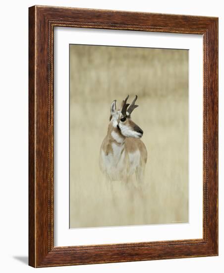 Pronghorn Antelope, Male, Yellowstone National Park, Wyoming, USA-Rolf Nussbaumer-Framed Photographic Print