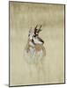 Pronghorn Antelope, Male, Yellowstone National Park, Wyoming, USA-Rolf Nussbaumer-Mounted Photographic Print