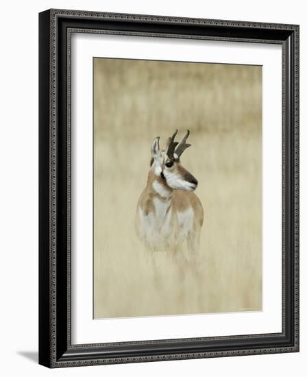 Pronghorn Antelope, Male, Yellowstone National Park, Wyoming, USA-Rolf Nussbaumer-Framed Photographic Print